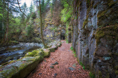 Wanderweg im Wald entlang einer großen Steinwand