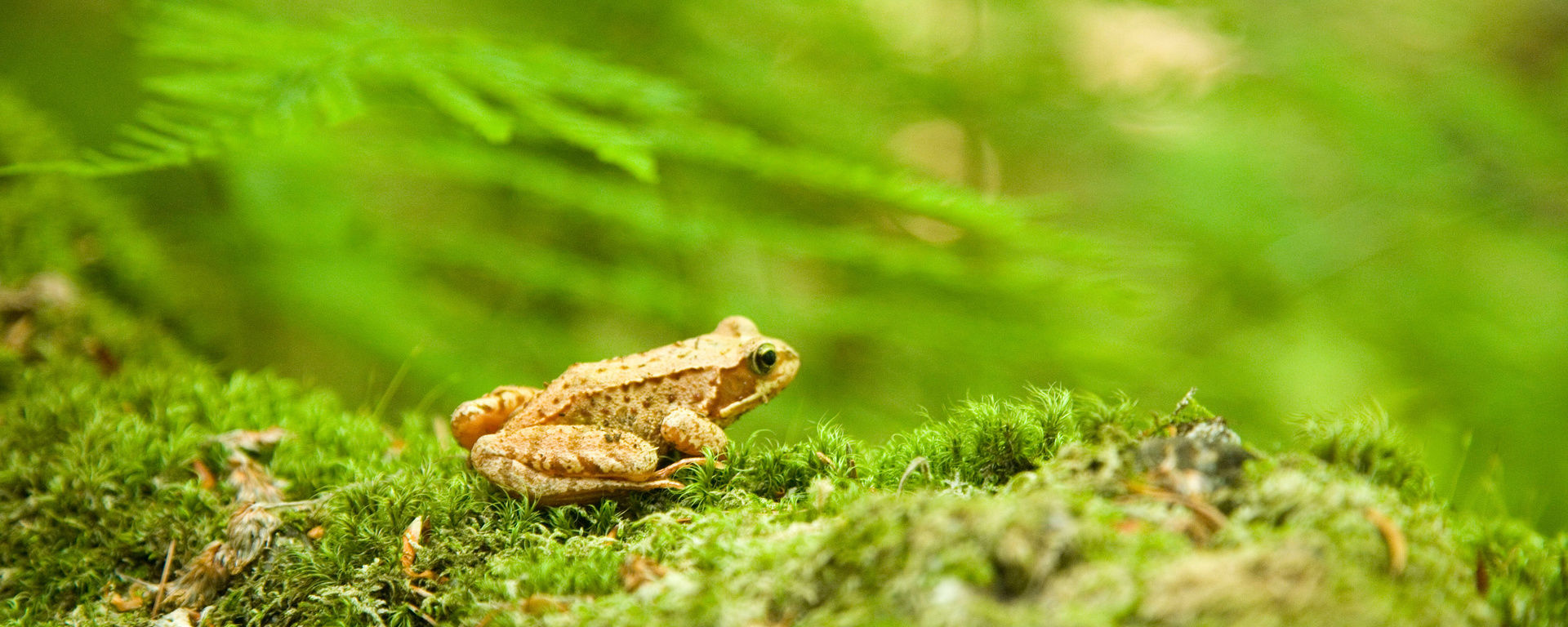 Frosch in der grünen Natur auf einem Bett aus Moos