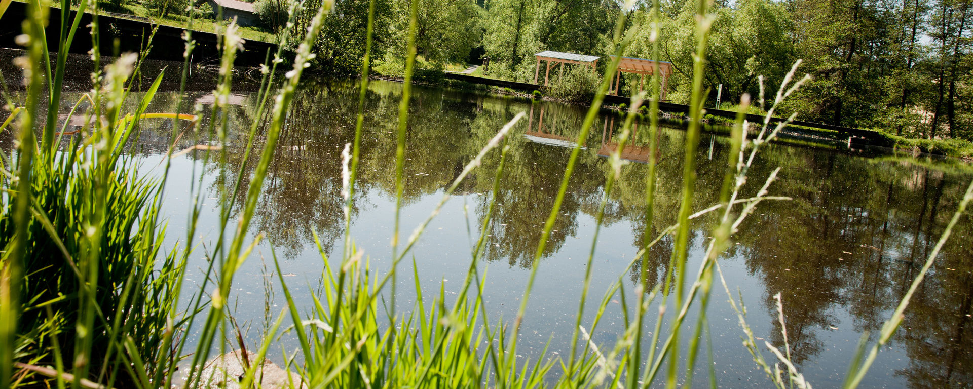 Kleiner See umrandet von Schilf mit kleinen Enten