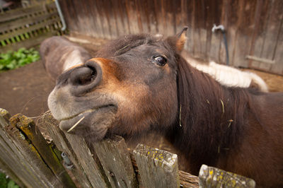 Pferd schaut neugierig in die Kamera und bettelt um Futter