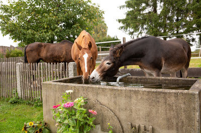 Zwei Pferde trinken frisches Wasser aus dem Grand