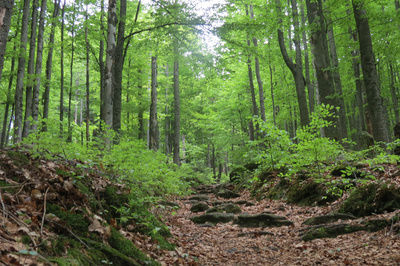Weg durch den Wald mit vielen Steinen und vielen grünen Bäumen