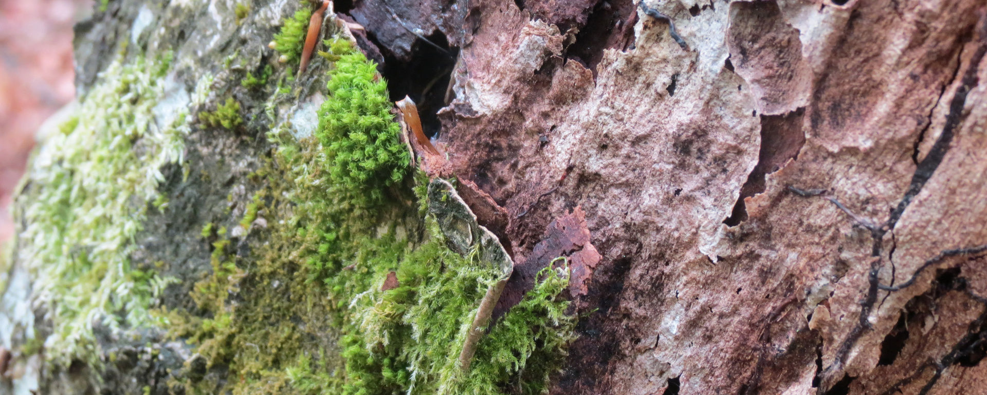 Führungen Nationalpark Bayerischer Wald