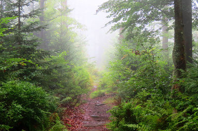 Führungen Nationalpark Bayerischer Wald