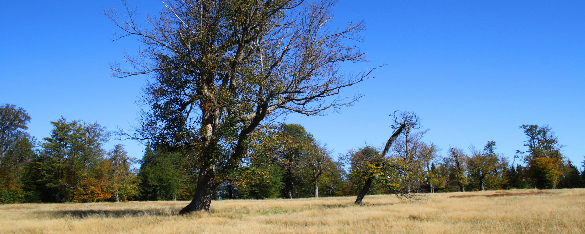 Blick über ein großes Feld bei blauem Himmel und strahlendem Sonnenschein