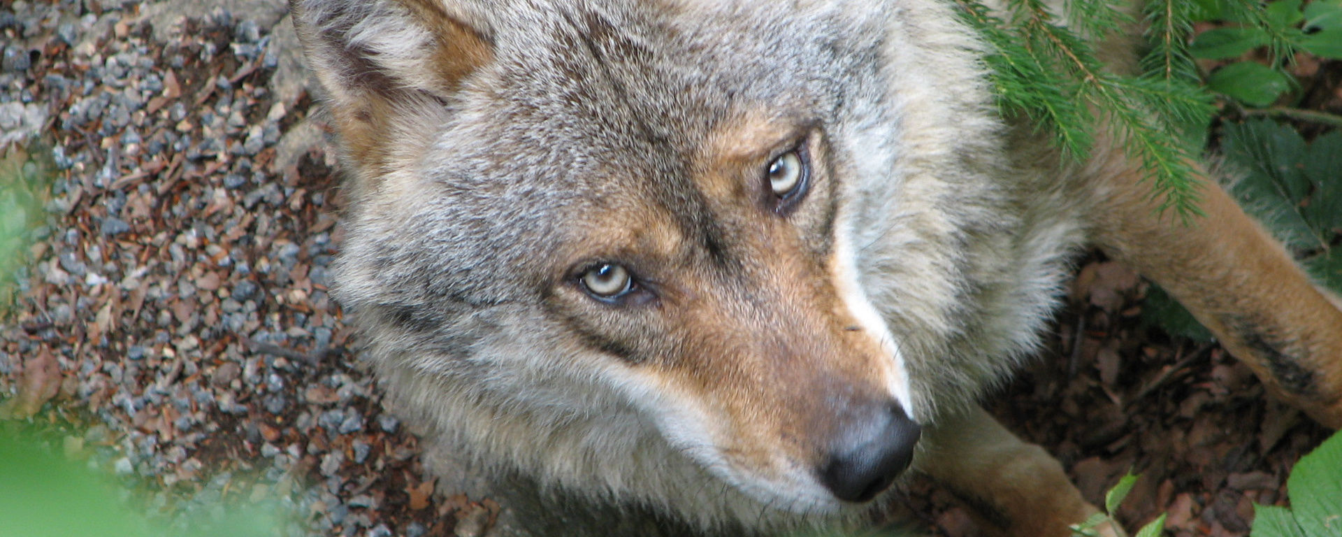 Nahaufnahme eines Wolfes im Nationalpark