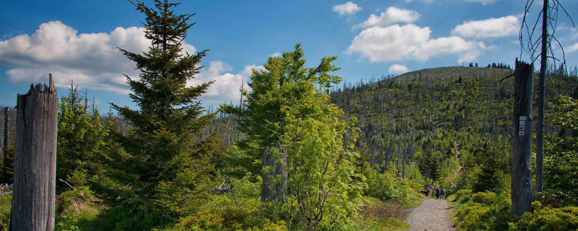 Wanderweg an blühender, grünen Landschaft unter blauem Himmel mit strahlendem Sonnenschein