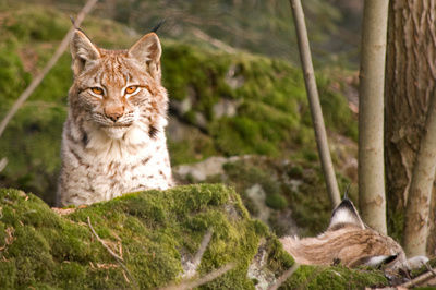 Wandern Tierfreigelände Nationalpark Bayerischer Wald